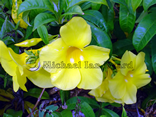 Barbados Flowers on Terminal Road